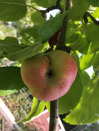Äpple hjärtformat