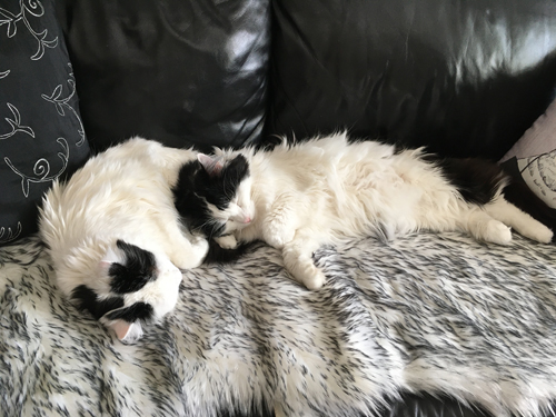 Lucifer på Citrus mage på fällen i soffan