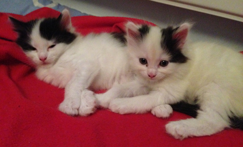 Lucifer och Citrus ungefär fem veckor gamla