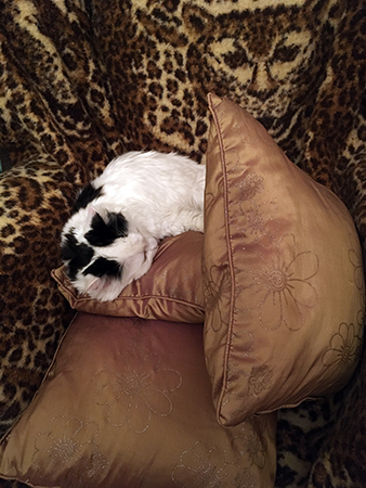 Citrus bland sidenkuddarna på leopardfilten