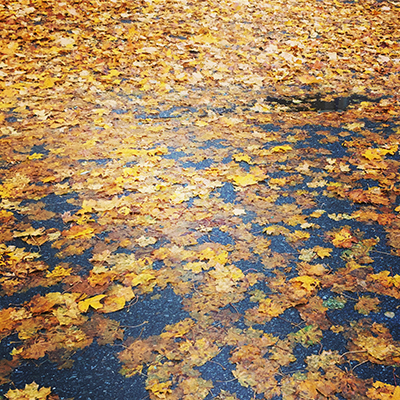 Höstlöv gula på marken