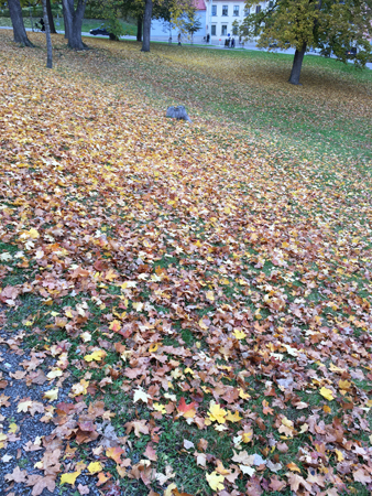 Höstlöv i slottsbacken