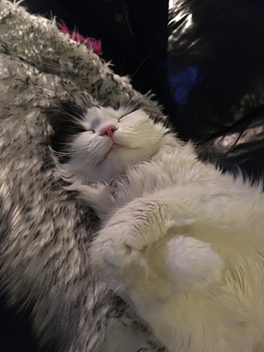 Lucifer sover med framtassarna i kors