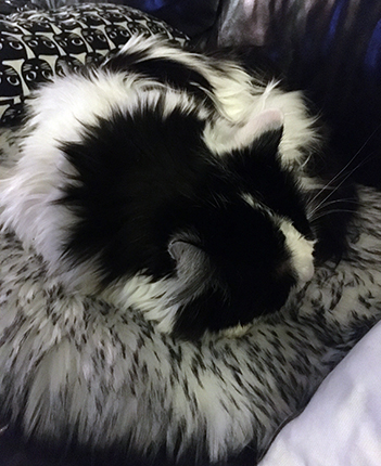 Lucifer sover på fällen