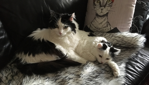 Lucifer och Citrus i soffan