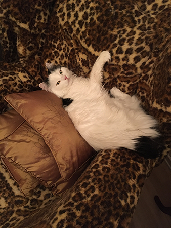 Citrus i farfarsfåtöljen tittar in i kameran