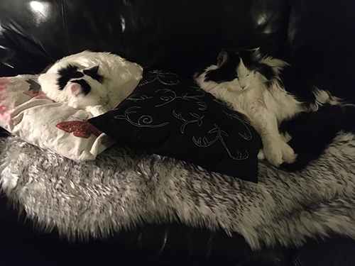 Citrus och Lucifer sover på fällen på soffan
