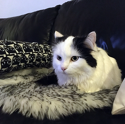 Citrus tittar på Brottsjournalen