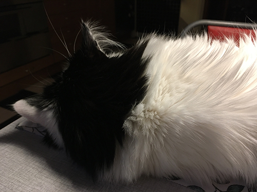 Lucifers nacke Lucifers nacke