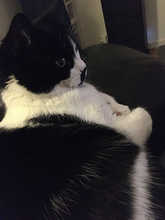 Mini tittar på tv hos mig