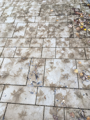 Spår efter höstlöv och fågelfjädrar