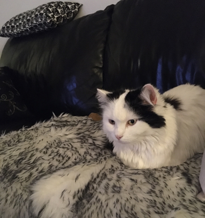 Citrus tittar på TV i soffan