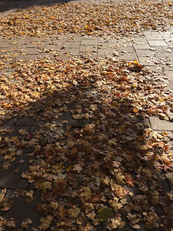 Höstlöv på gatan