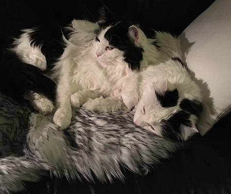 Lucifer och Citrus på fällen på soffan