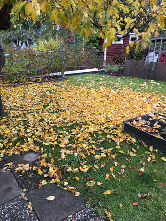 Höst i Slottsträdgården