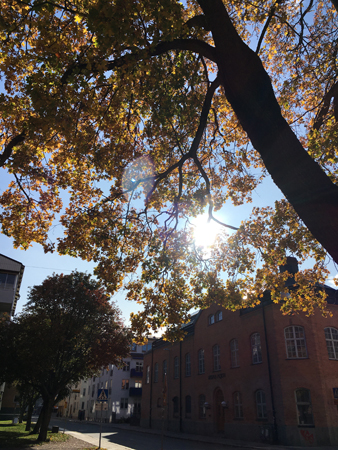 Höstsol mellan löven