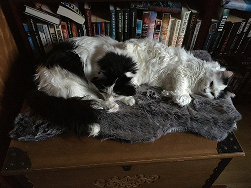 Lucifer och Citrus på Annas brudkista