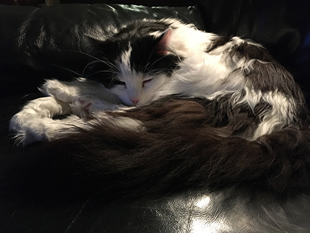 Lucifer sover i Annas fåtölj