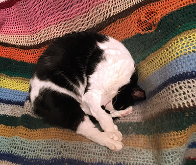 Mini ihoprullad i skrivbordsstolen