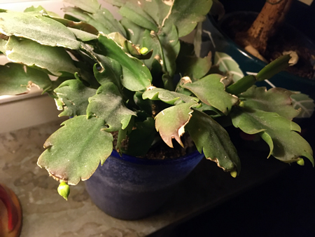 Novemberkaktus med knoppar