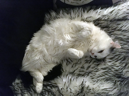 Citrus på fällen i soffan