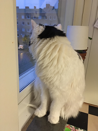 Citrus tittar ut genom köksfönstret