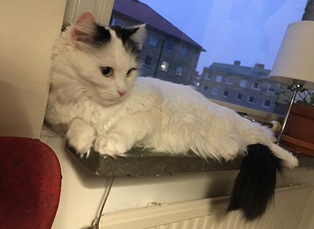 Citrus ligger i köksfönstret