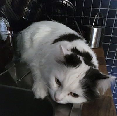 Citrus på diskbänken