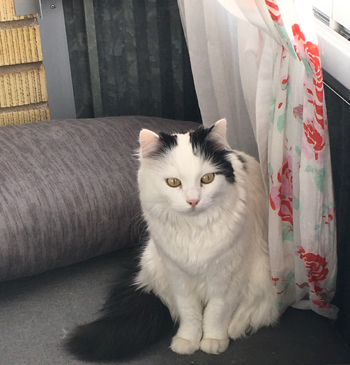 Citrus på balkongsoffan