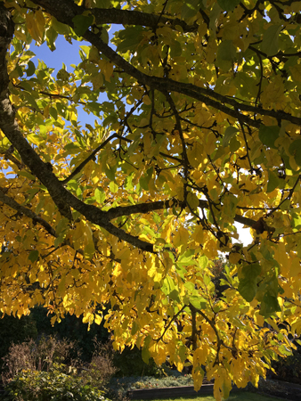 Gult äppelträd höst