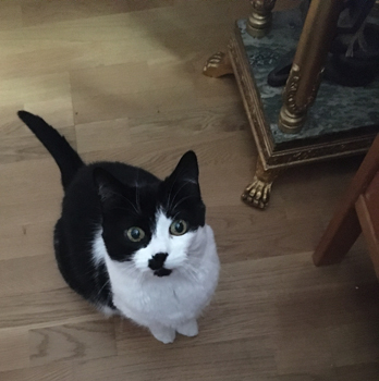 Mini vill upp i skrivbordsstolen