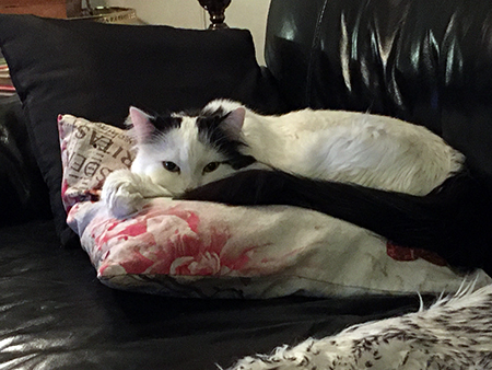 Citrus på soffkudde