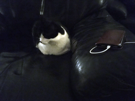 Mini lyssnar på Sarah Klang på Spotify