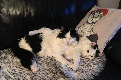 Lucifer och Citrus på fällen i soffan