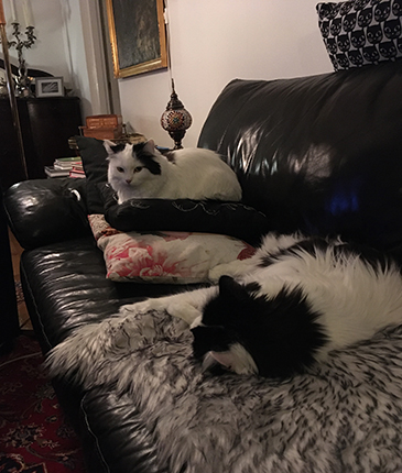 Citrus och Lucifer i soffan