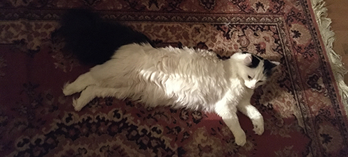 Citrus på mattan i Bokrummet