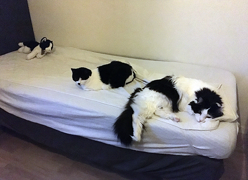 Katter på sängen i Pojkrummet