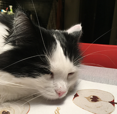 Lucifer halvsover på köksbordet