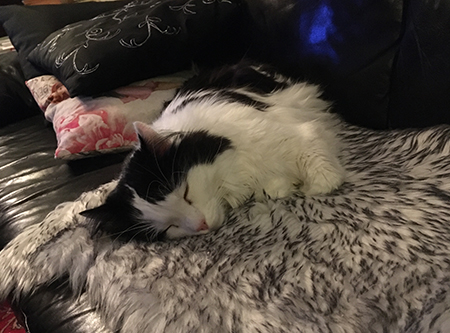 Lucifer sover på fällen i soffan