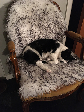 Mini på stolen i hallen