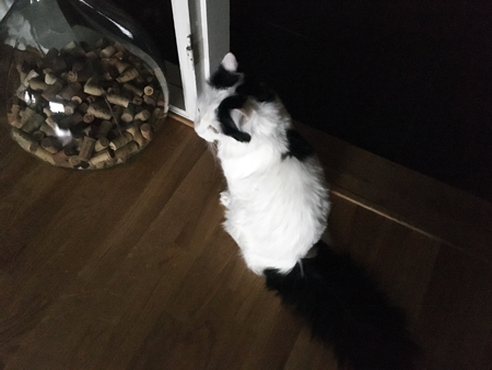 Citrus vid damejeannen med korkar