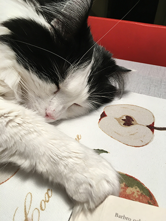 Lucifer sover på köksbordet