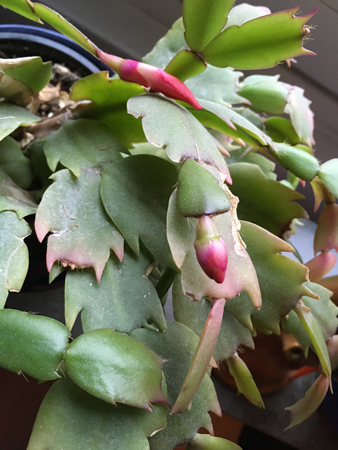 Knoppar på röd novemberkaktus