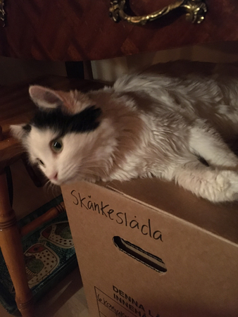 Citrus på skänkeslåda