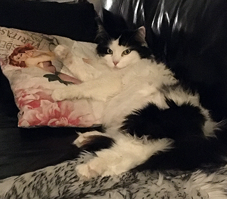 Lucifer på fällen i soffan