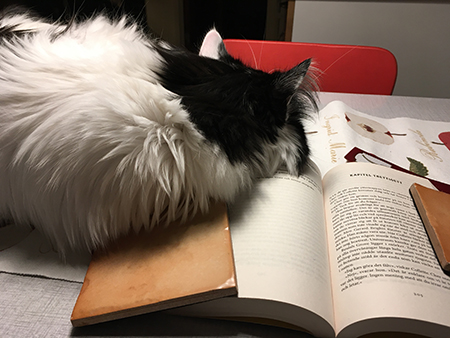 Lucifer på min bok på köksbordet