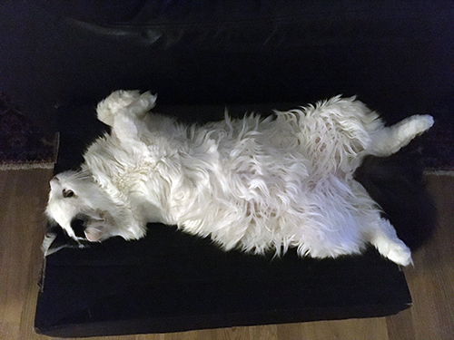 Citrus på rygg på Annas jullåda