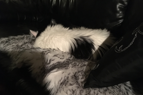 Lucifer sover med ryggen mot kameran