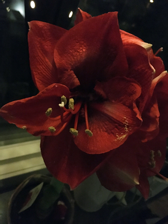 Amaryllis
