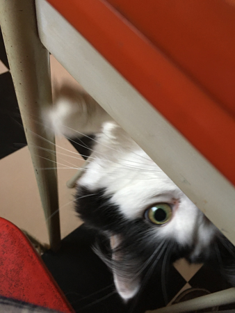 Lucifer tittar fram under köksbordet